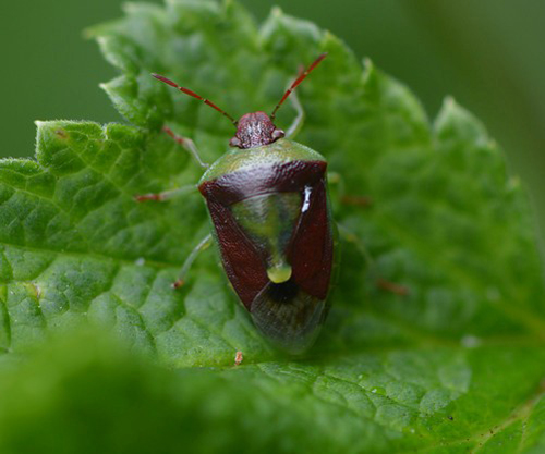 Red-backed stink bug